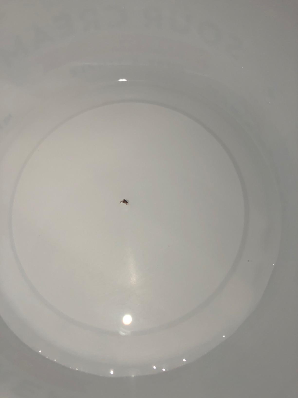 BUGS LITERALLY JUMPING OUT OF BOOK!