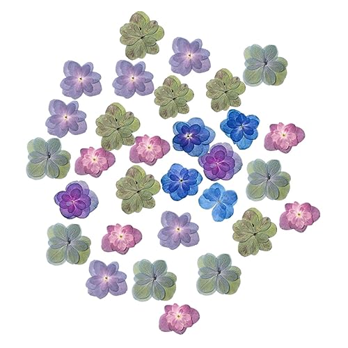 30 flores secas prensadas para manualidades DIY miniatura 1
