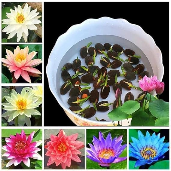 Amazon Brand Rainbow Lotus Seeds for Planting, Pack of 25, Japanese Hybrid Variety, Dwarf Water Lily Kamal Seeds with 95% Germination Rate with free sandpaper