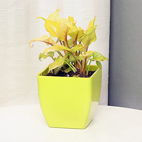 Philodendron Indoor Hybrid Live Plant for Decoration, Natural Air Purification - Micans Variety CF-99 (B0B7JXFDVX) Amazon Price History, Amazon Price Tracker