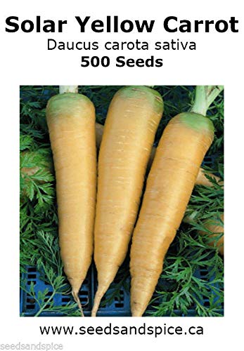 Portal Cool Solares Amarillo de la Herencia de Zanahoria 500 Semillas