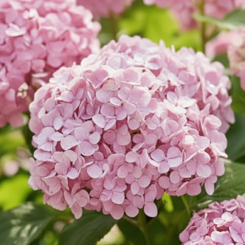 Hortensien Winterhart Bubblegum (3 Pflanzen) - Hydrangea Pflanzen aus Holland - Echte Garten Hortensie (kein Samen nicht künstlich) - Mehrjährig für Garten und Balkon