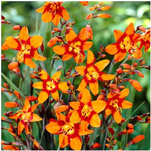 Crocosmia Emily McKenzie Monbretia Hardy Summer Garden Perennial Plant x20 Top Size Bulbs