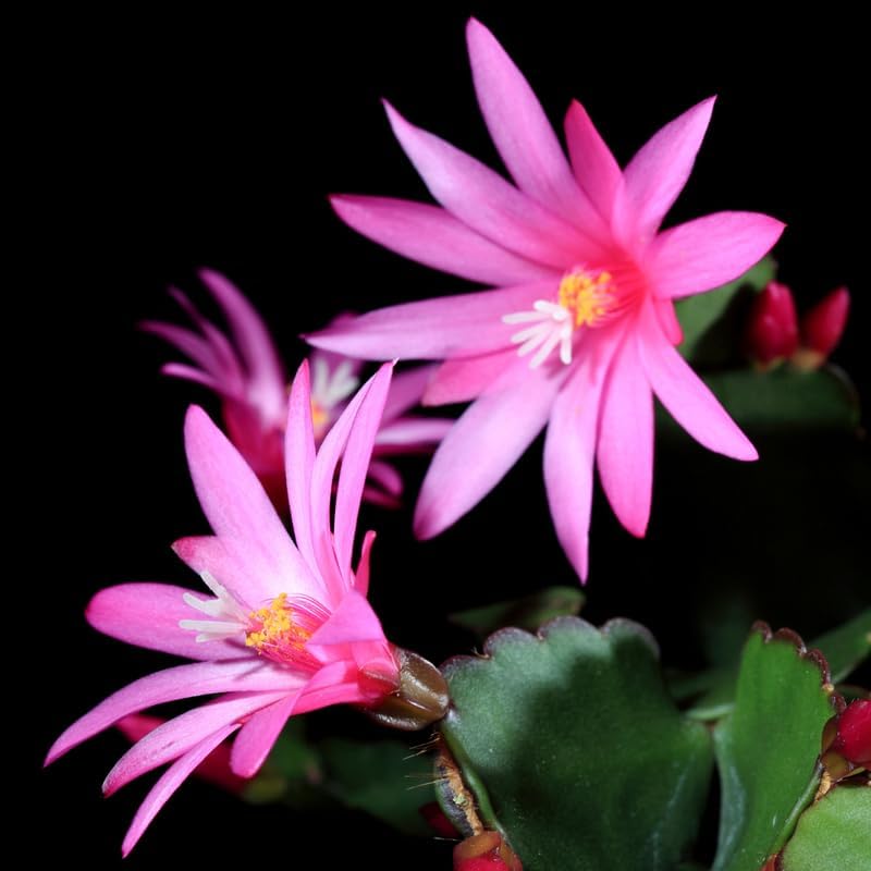 Light Pink Easter Cactus Plants Live, Size 4 Inch Pot Easter Cactus Plants Live Indoor Garden, Live Easter Cactus Flower Plant, Spring Cactus Live Houseplant, Easter Cactus