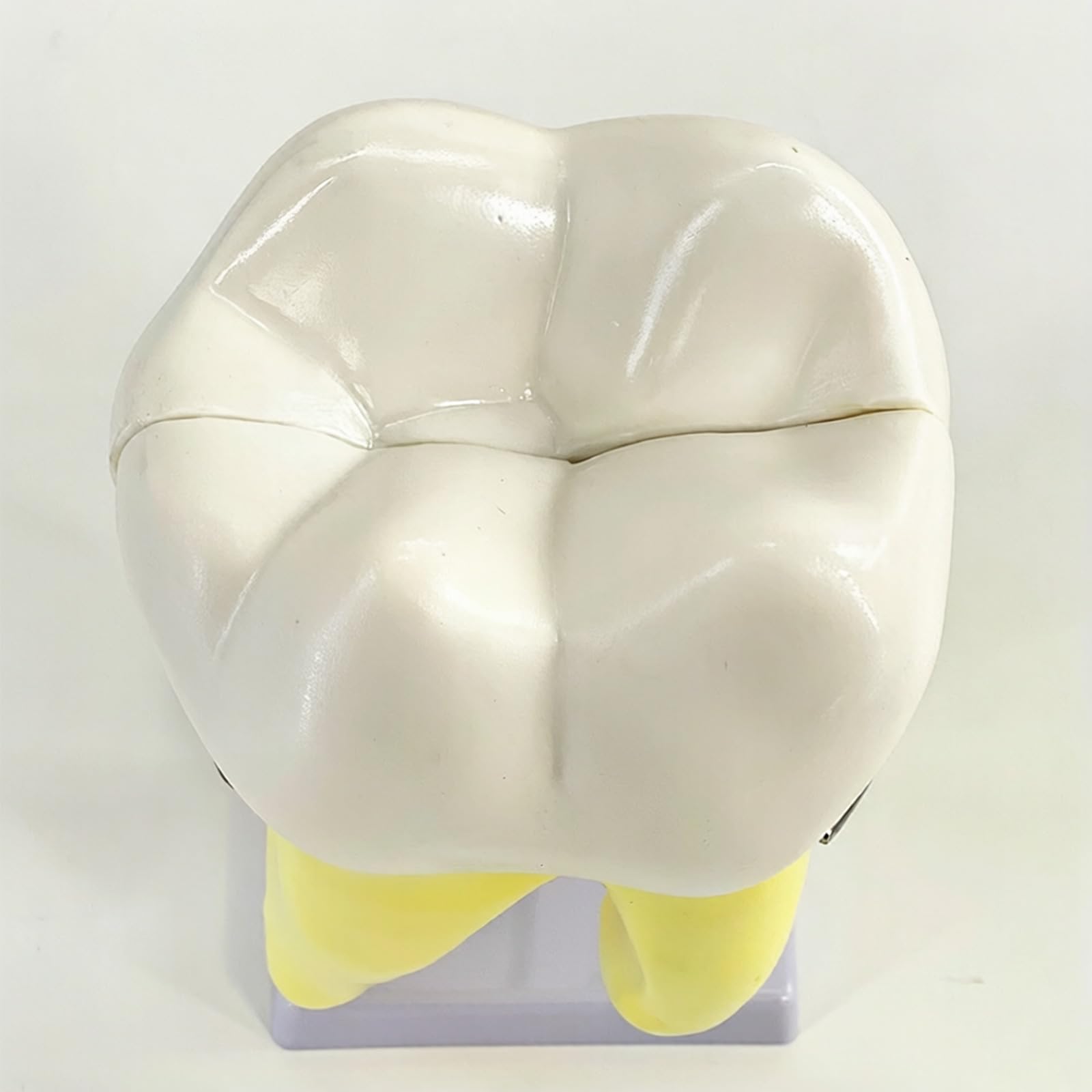 Modello didattico molare Modello anatomico anatomia dei denti molari per uso da parte studenti medicina con struttura robusta e formazione odontoiatrica base