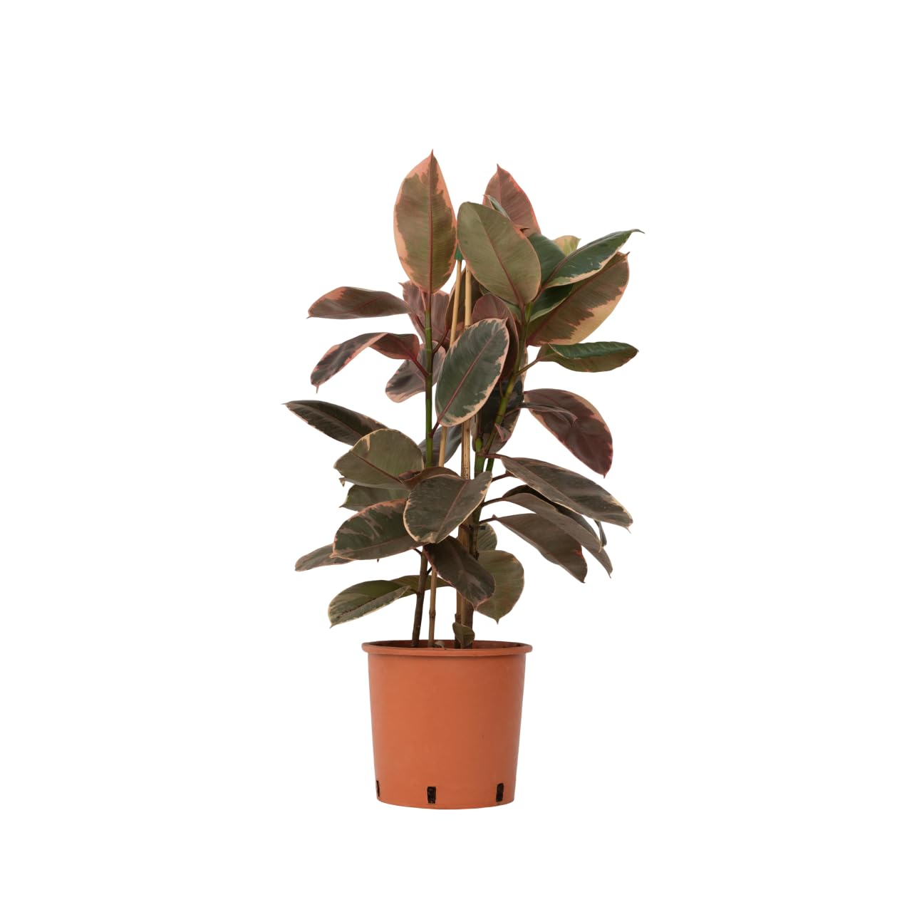 monstera deliciosa big form Large Form Monstera Deliciosa Swiss Cheese House Plant – Plants For All  Seasons main image 1