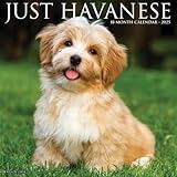 Just Havanese 2025 12' x 12' Wall Calendar