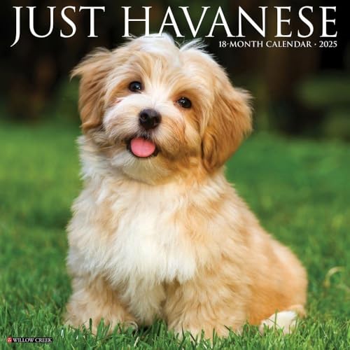 Havanese 2026 12 X 12 Wall Calendar