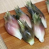 【紫桜館山の花屋】晩生ミョウガ(秋茗荷)　9cmポット苗 (2ポットセット)