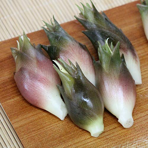 【紫桜館山の花屋】山菜苗:晩生ミョウガ(秋茗荷) 素掘り苗5株 【紫桜館山の花屋】山菜苗:晩生ミョウガ(秋茗荷) 素掘り苗5株