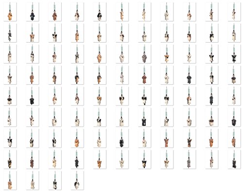 Épagneul Nano Continentale Papillon [ PetLovers ]