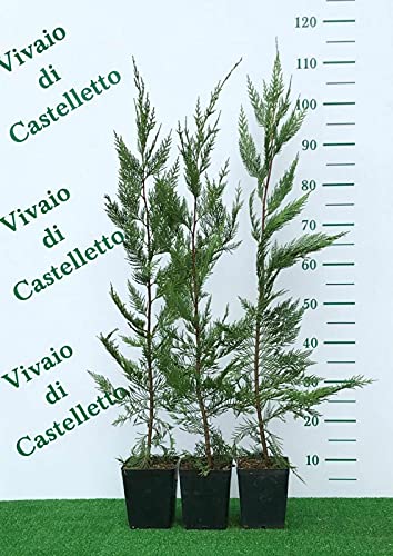 Cipresso di Leyland Cupressocyparis leylandii 24 piante in vaso 2 litri cm h. 60/80 cm Vivaio di Castelletto