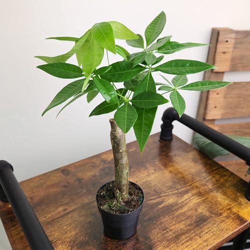 Image of Live Money Tree Plant, Pachira Aquatica Money Tree, Feng Shui Money Tree Pachira Aquatica Plant, Pachira Plant Bonsai Tree in Planter Pot With Soil, Plants for Pets, 2.5-inch pot