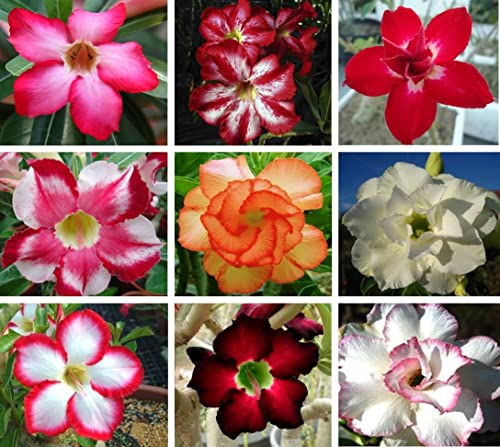 10 Sementes de Rosas do Deserto triplas, duplas e simples (Adenium obesum) Sortidas Kit nº 7