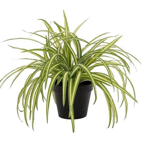 Artificial Spider Plant in Black Pot, Realistic Faux Indoor Plant, Low Maintenance Home Decor