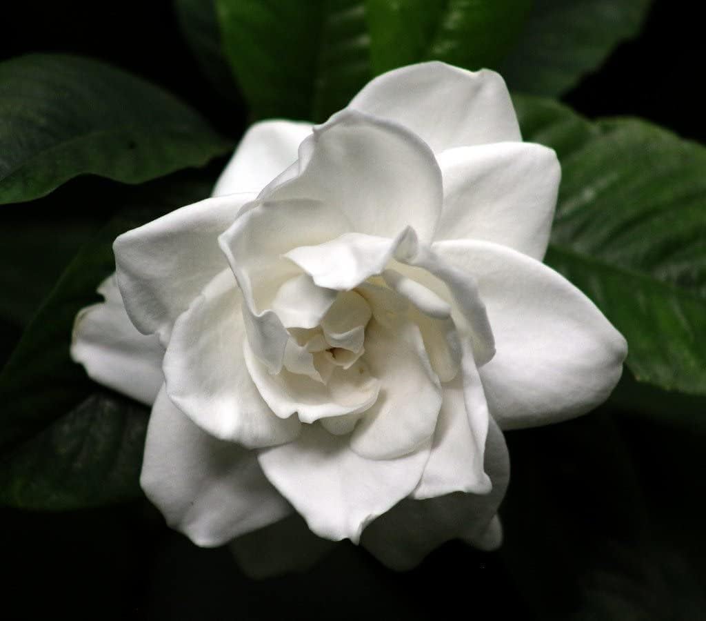 Gardenia Belmont | 10 Live Plants | Jasminoides Cape Jasmine | Fragrant Blooming Ornamental Shrub