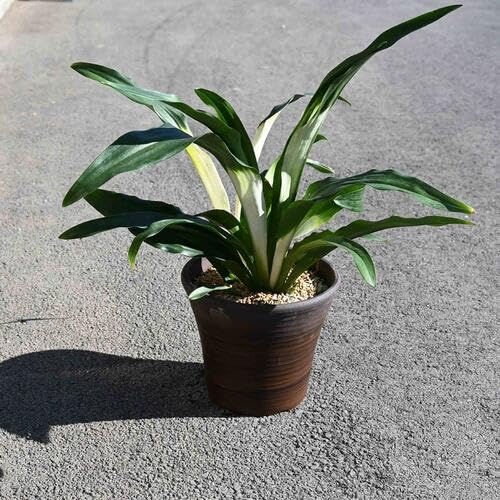 Amazon｜青葉万年青陶器鉢植えおもと観葉植物 青葉万年青宝船万年青