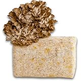 Hawlik Pilzbrut - BIO Maitake Pilzzuchtset - 2,5 kg vorbereitetes Pilzsubstrat mit Maitake-Myzel - Pilzzuchtset für Zuhause - Mushroom Grow Kit