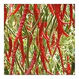 Exotic Plants