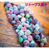 リトープスmixA100粒 栽培カレンダー