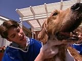 Gone to the Dogs