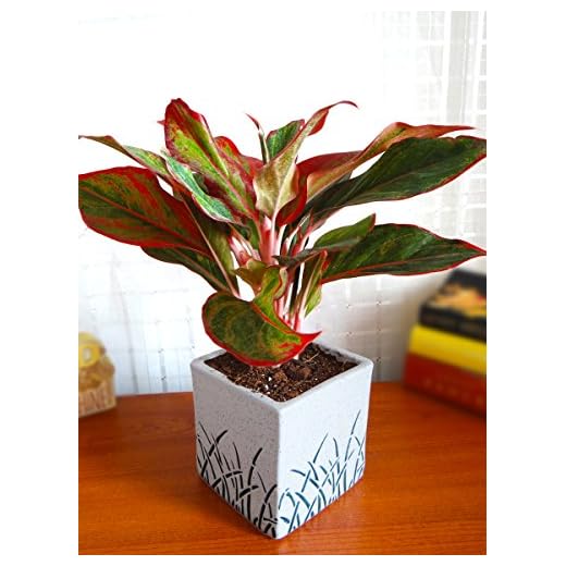 Rolling Nature Red Aglaonema Siam Aurora Chinese Evergreen Plant In White Cube Aroez Ceramic Pot