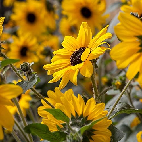 Park Seed - Semillas de girasol Sunfinity, incluye 5 semillas en un paquete