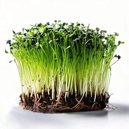 Easy Grow Seeds Organic Sprouting Seed Leek Allium porrum Microgreens Seeds - 2000 Microgreen Seed Aprx.