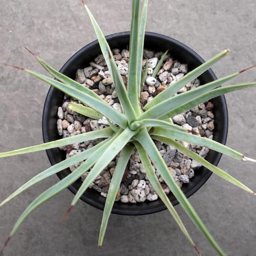 Amazon.co.jp: アガベ ストリクタ Agave stricta 吹上 フキアゲ