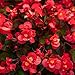 Outsidepride Begonia Wax Red - 5000 Seeds