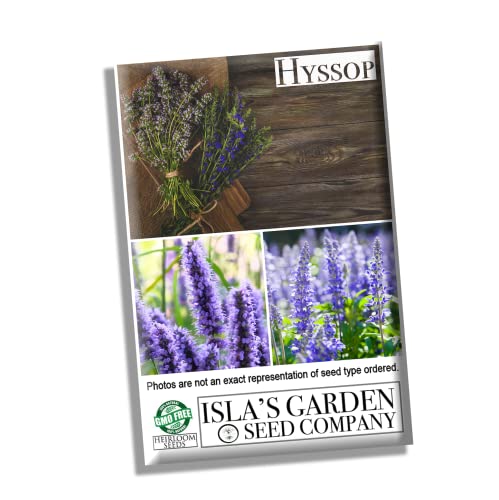 Hyssop Seeds For Planting, 1500+ Seeds Per Packet, (Isla's Garden Seeds), Non Gmo & Heirloom Seeds, Botanical Name: Hyssopus Officinalis, Fragrant Herb & Flower, Great Home Garden Gift #TOP1