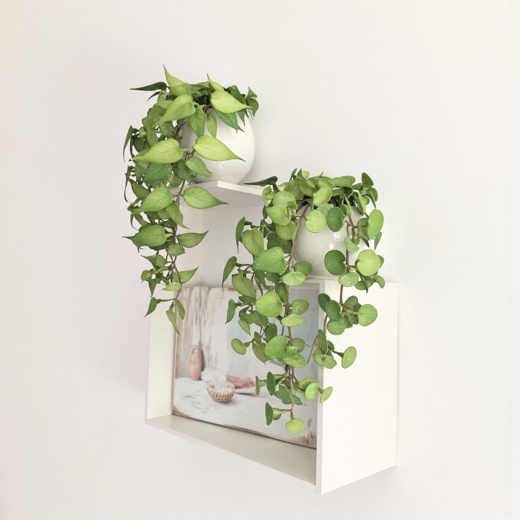 ANNIE&PANDA Artificial Pothos & Money Plant with Ceramic Vases Set - 2 Pack Fake Plants for Home Decor, Realistic Greenery in White Pots, Wall Mount or Tabletop Display (No Maintenance)