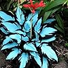 Hosta Seeds, 200+pcs Grow Easily Exotic Hostas Drought Tolerant Colorful Hosta Plants Backyard Walkway Bed #2