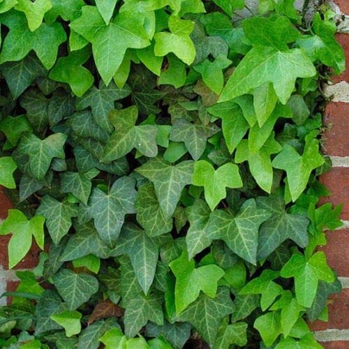 Risala 3 X Ivy Hedera Green (Approx 1 Foot) Cutting Hardy
