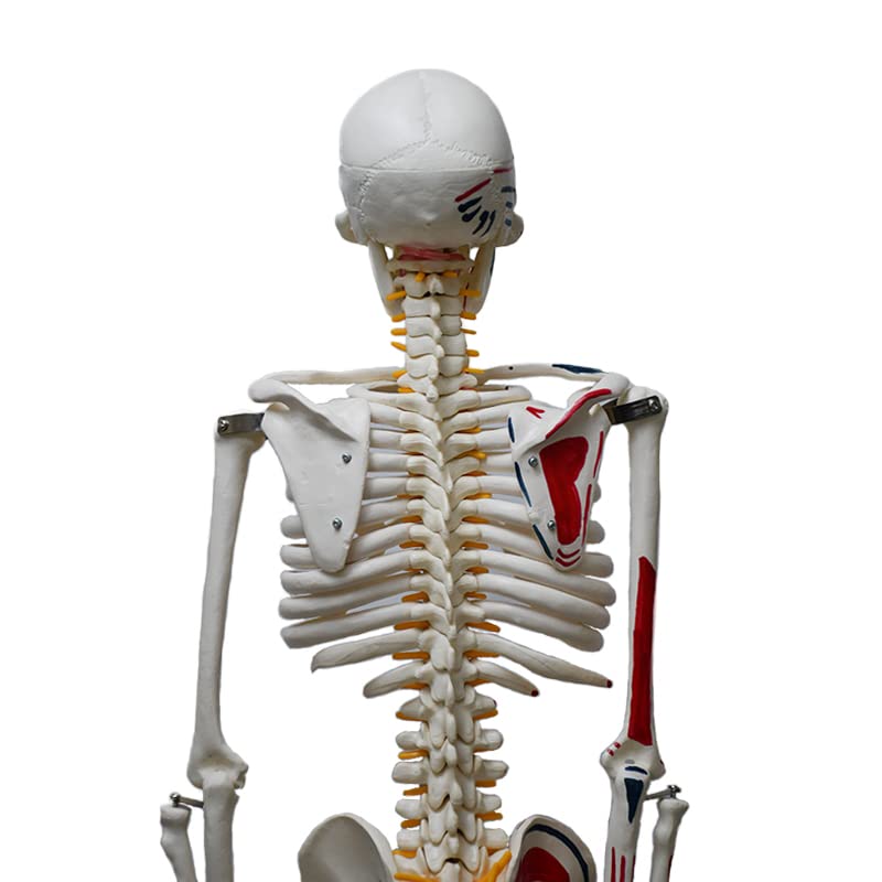 Image of ✮ Human Skeleton Model ✮ 85CM Tall ✮ Painted Muscle Insertion and Origin Points ✮ Removable Arms and Legs ✮