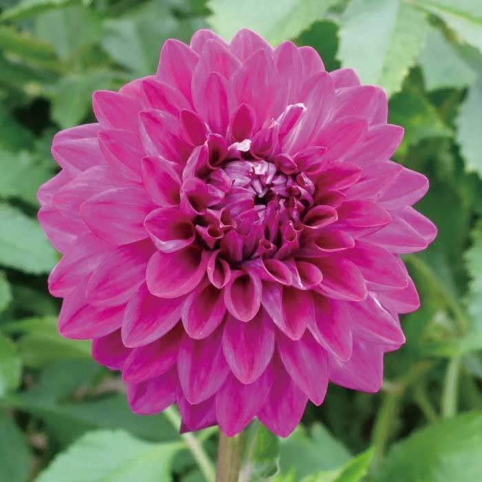 Amazon.co.jp: ダリア 球根 春植え 【まんまるダリア】 紫貴 しき 1球