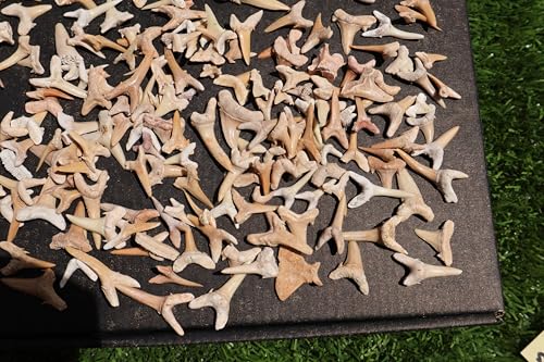 Image of Great Collection of Shark Teeth Fossil Shark Teeth Fossils for Kids Fossils from Morocco A256