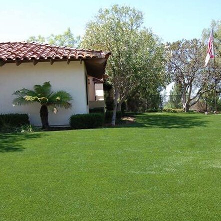 Semillas de césped de hoja perenne americano de calidad resistentes al pisoteo, plantas para jardín casero de bricolaje para estadios y villas Paquete de 1000 semillas