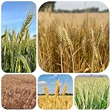 semillas de trigo, variedades antiguas de jardín, 60pcs