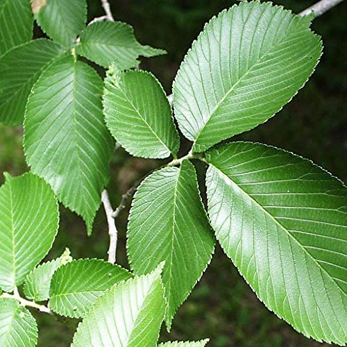 20 Slippery Elm Tree Seeds