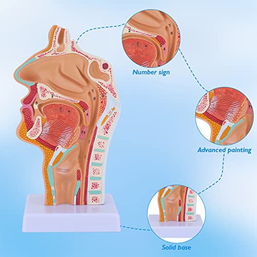 Image of Nose Cavity Larynx Anatomy Model - Human Anatomical Nasal Cavity Throat Anatomy Medical Model for Teaching and Studying