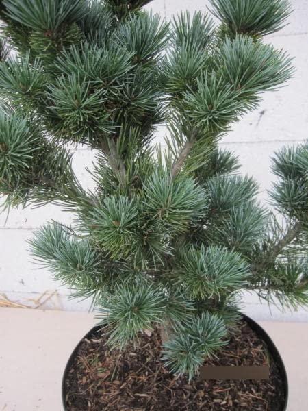 Pinus parviflora Tokyo Dwarf - Japanische Mädchen-Kiefer 30-40
