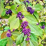 Semillas de Callicarpa - interior jardín balcón invernadero Decoraciones exteriores resistentes cama elevada en el 50pcs