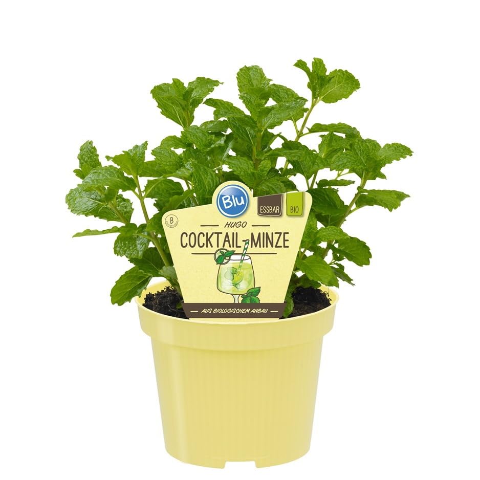 HUGO-Minze - Cocktail-Minze in BIO-Qualität - Mentha spicata - Kräuterpflanze im 12cm Topf