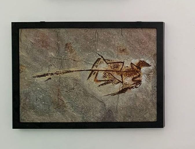 Microraptor Fossil Dinosaur Model Collector Home Decor Photo Frame Gift