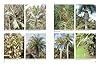 The Encyclopedia of Cultivated Palms #5