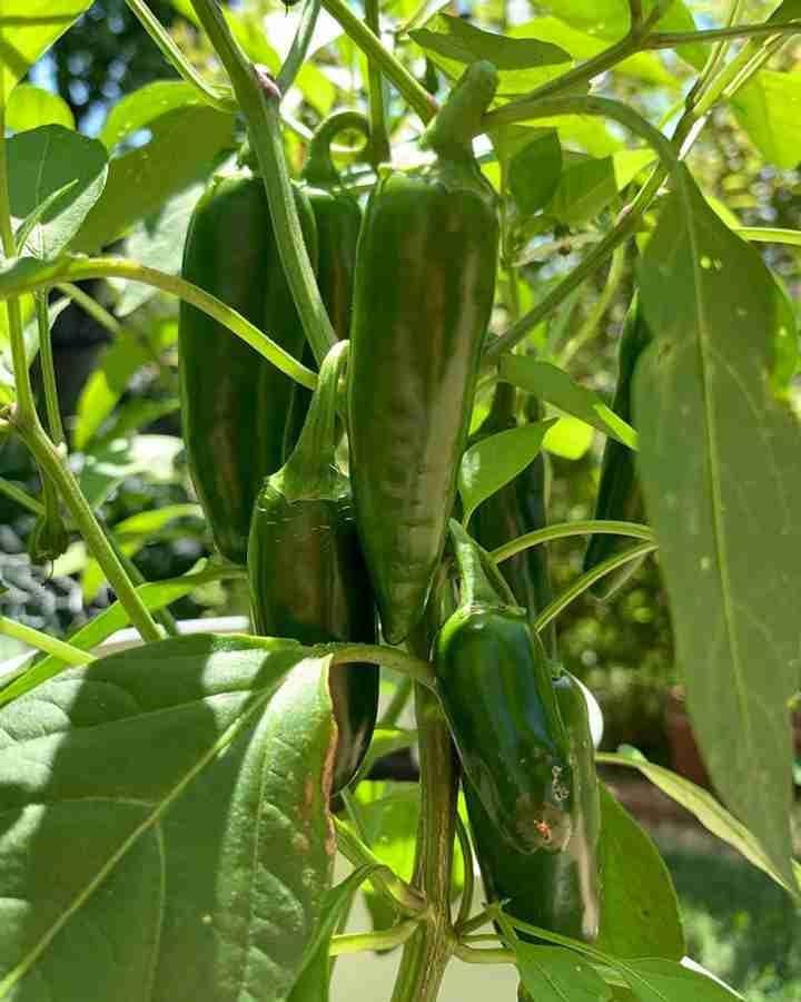 Rare Green Bullet Chilli Seeds, Non-GMO, High Germination Rate | Bullet Pepper Seeds | Pack of 17-image-1
