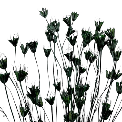 Bundle de 4 Flores Octágono Secas Verde Oscuro miniatura 1