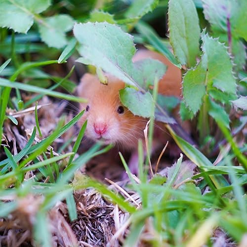 Couverture de Hamster Podcast, statt lesen, einzelne Abschnitte h&ouml;ren.