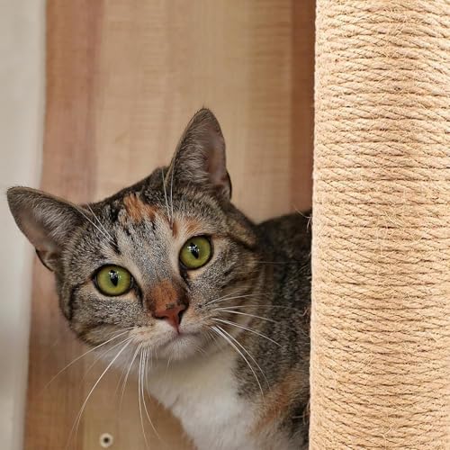 Image of Wall Mounted Cat Scratching Post for Indoor Cats | Kitten Wall Shelves Climbing Furniture| Sisal Rope Cat Claw Scratcher Tree (Wall Mount)